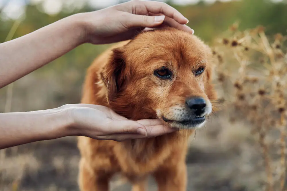 Differences Between Service, Emotional Support Animals and Pets in Puyallup, WA